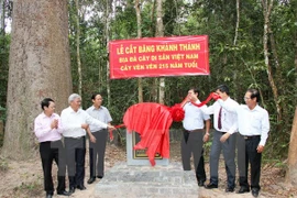 Heritage title given to centuries-old trees in Tay Ninh 