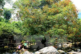 48 rare animals released into Phong Nha – Ke Bang National Park