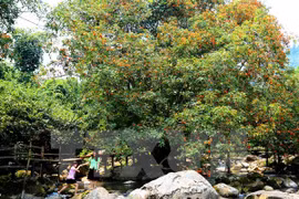 48 rare animals released into Phong Nha – Ke Bang National Park