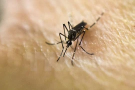 New Zika cases reported in Philippines, Singapore 