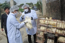 Health sector urges vigilance for bird flu outbreaks during Tet 