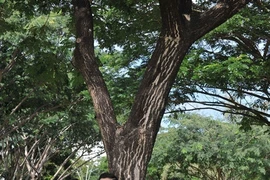 HCM City bands preserve revolutionary music 
