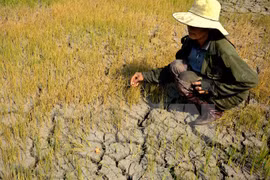  Lam Dong allocates over 1 million USD for drought relief