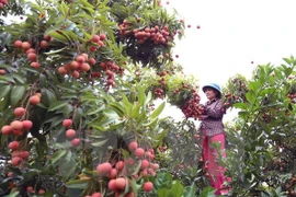 Bac Giang earns big from lychee fruit