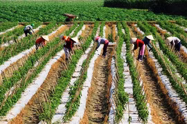 Tay Ninh aims to be agri-tech hub