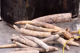 Vietnam to host int’l wildlife trade conference in November