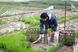 Agriculture promotes Hung Yen’s socio-economic development 