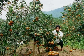 Integrated farming a hit with room to grow
