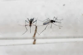 Indonesia issues travel advisory to Zika-hit countries 