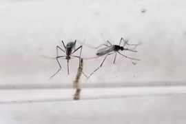 Indonesia issues travel advisory to Zika-hit countries 