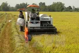 Mekong Delta farmers expand rice growing area