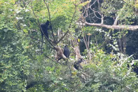Nine endangered animals released into the wild at Phong Nha-Ke Bang