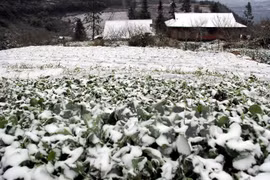 Severe cold kills more than 12,300 head of cattle 