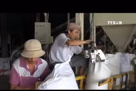 Vietnam Food Association proposes rice export volume cut