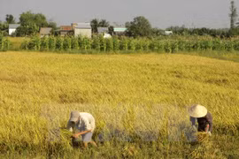 North’s winter-spring crop yields 7.2 million tonnes 