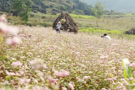 Dong Van Karst Plateau welcomes first foreign tourists in 2016 