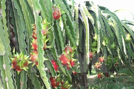 Vietnamese fruit exporters enjoy larger market in 2015