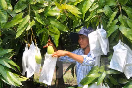 Vietnam begins exporting mango to Australia 
