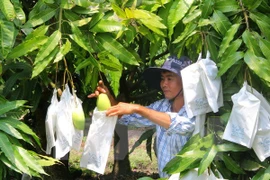 Vietnam begins exporting mango to Australia 