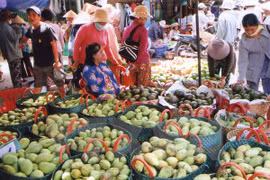 Vietnam exports mangoes to Australia