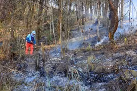 Fires ravage over 2,400 ha of forest in 2016 