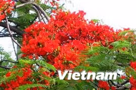PM attends Red Flamboyant Flower festival in Hai Phong 