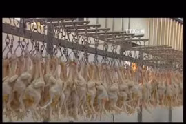 Vietnam to boost chicken exports