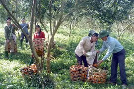 Labour productivity critical for growth: minister