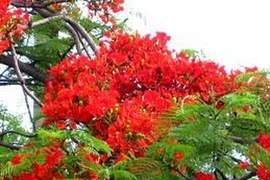 Hai Phong city to bloom during flamboyant festival 
