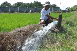 New high-yield rice varieties developed for Quang Tri
