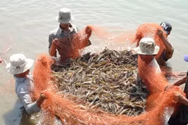 Shrimp farming in Vietnam: the search for sustainability 