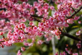 Nearly thousand Japanese cherry trees blossom in Dien Bien