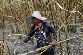 Thailand’s sugarcane output falls due to drought