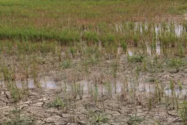 Late rainy season anticipated for 2016: scientists