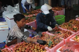 Australia recognises Vietnamese lychee irradiation centre 