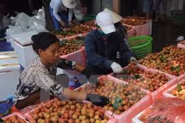Australia recognises Vietnamese lychee irradiation centre 