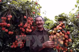 Hanoi centre irradiates first tonnes of lychees for export