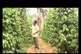 EU – promising market for Vietnamese farm produce 