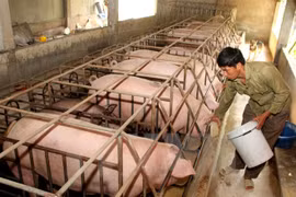 JICA helps Hoa Binh with native pig breeding