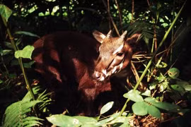 Exhibition raises awareness of endangered Saola protection