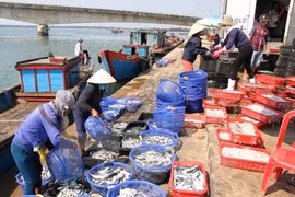Quang Tri: environmental victims receive compensation