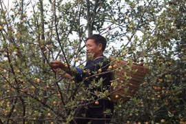 Indigenous tree helps minority escape poverty 