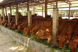 Gia Lai province pushes ahead with poverty eradication