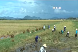 FAO: Vietnam hardest hit by climate change 