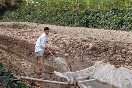 Techniques for farming in Mekong Delta salty land introduced