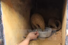 Twenty-two Sunda pangolins rescued in Ninh Binh