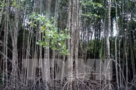 Ca Mau preserves coastal protective forests