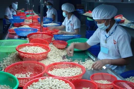 Conference seeks to improve quality of Vietnamese cashew