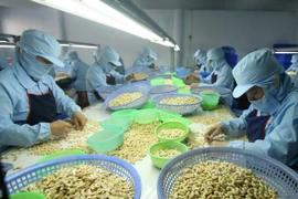 Ten-month cashew export enjoys robust growth 