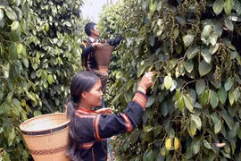 Vietnamese pepper exports surge